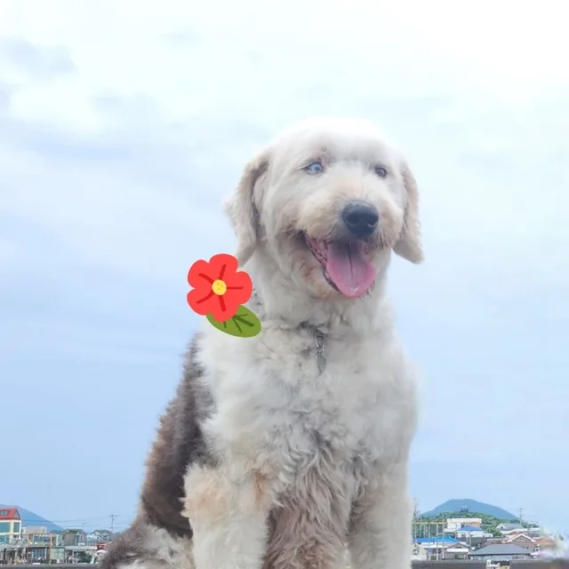 만사형통
