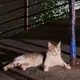 파라