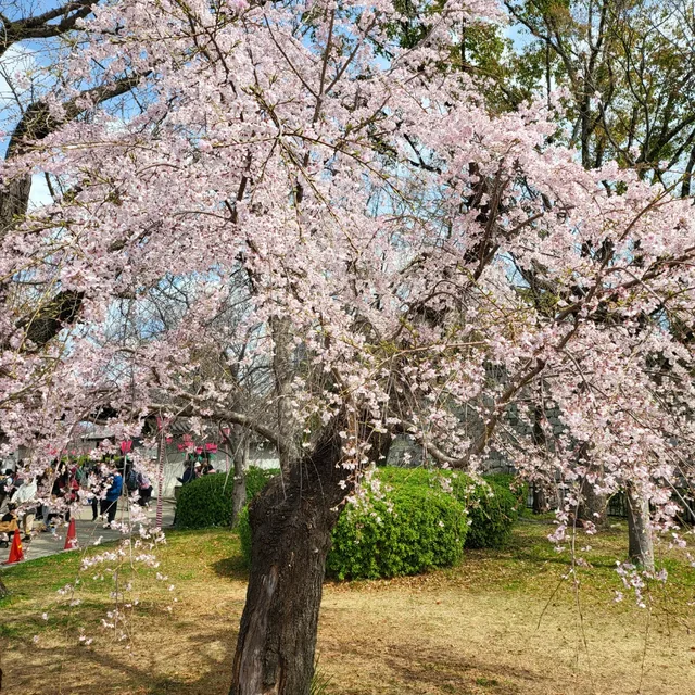 평촌