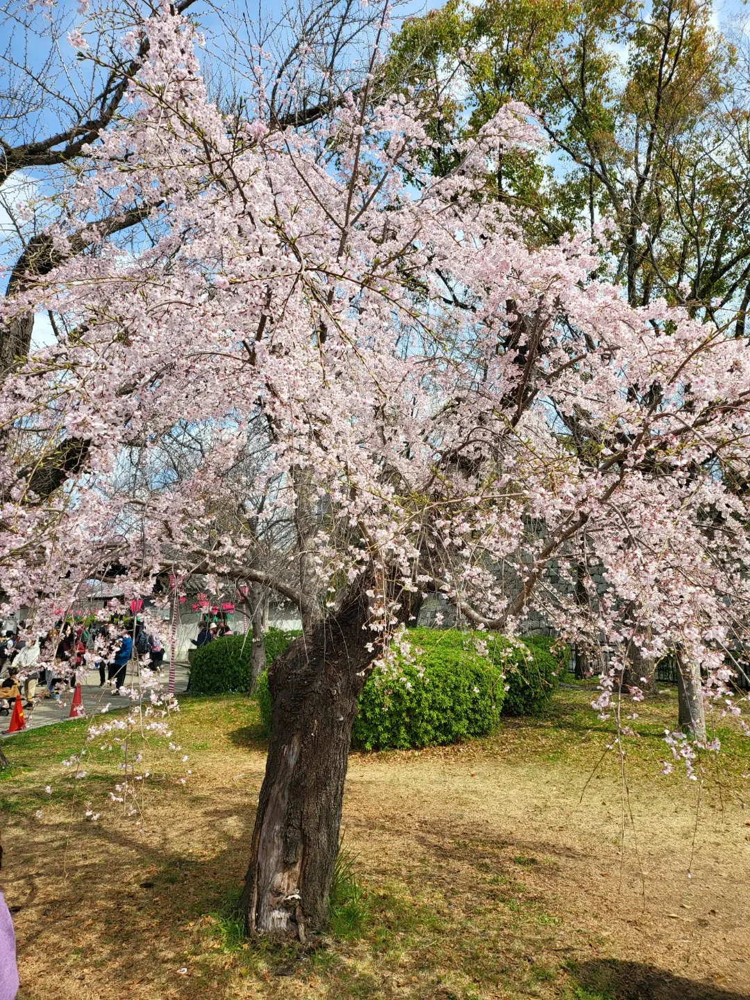 평촌