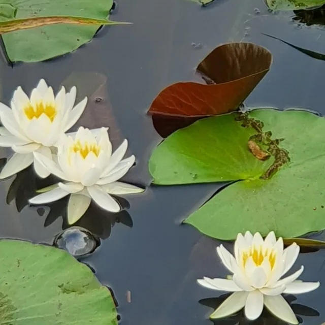 수선화