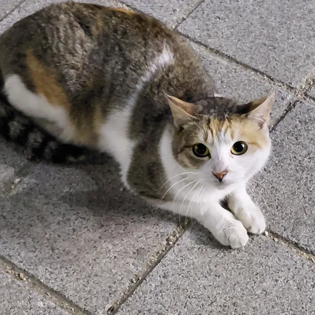 뿡뿡이