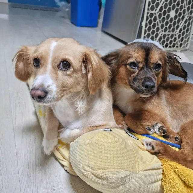 루리루이