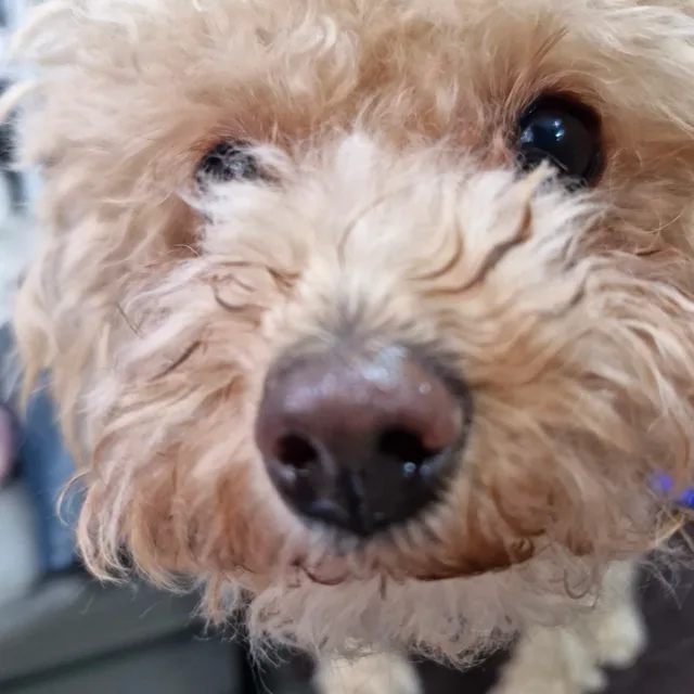 엔젤러스