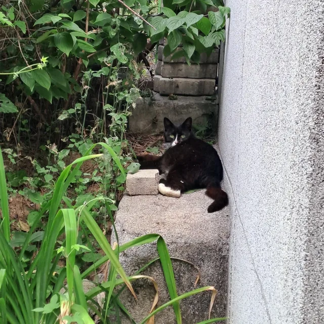 손흥민아니고안흥민