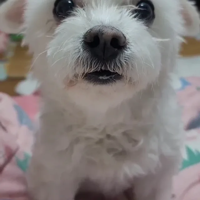 느리옹