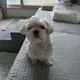 쪼꼬미