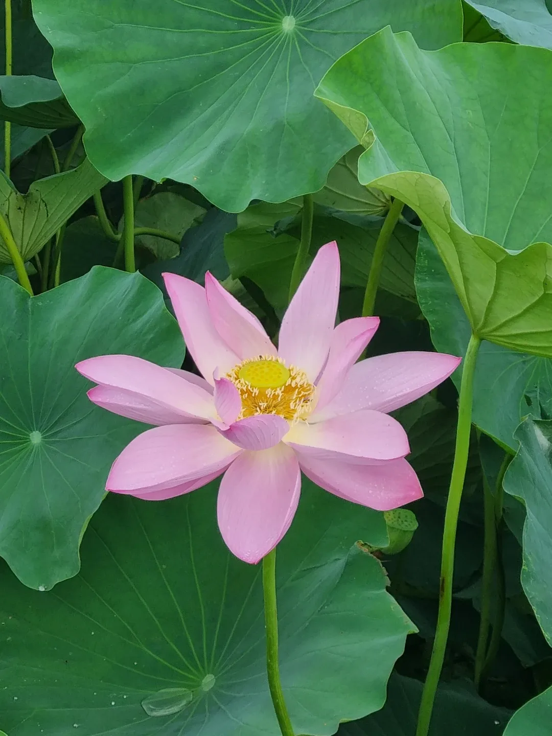 가을