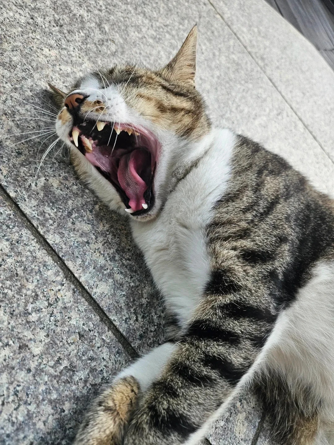 앵죠