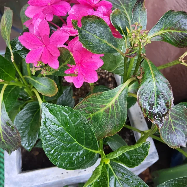 베르테르