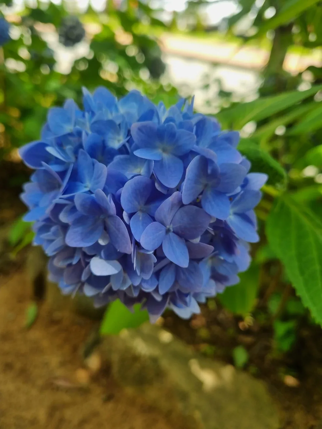 오디조아