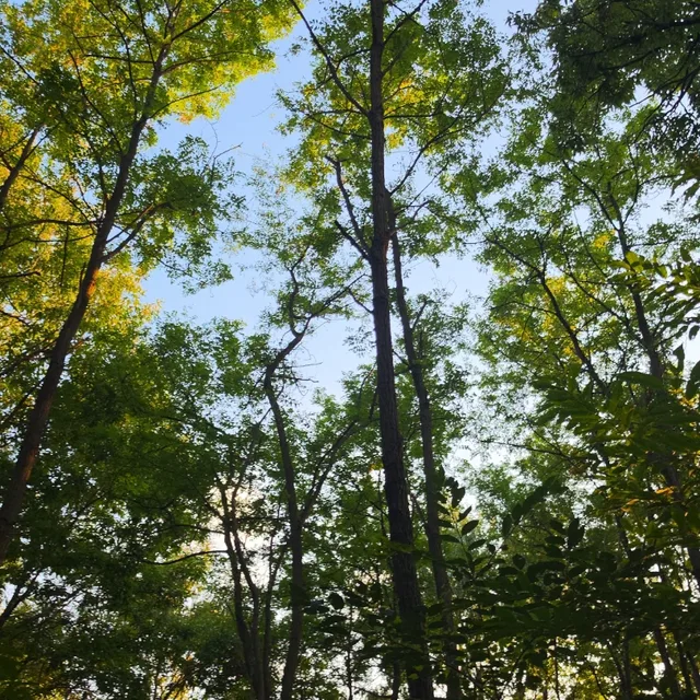 세종이야기