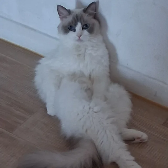 행복한네요