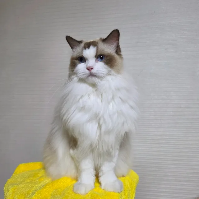 팔자팔자