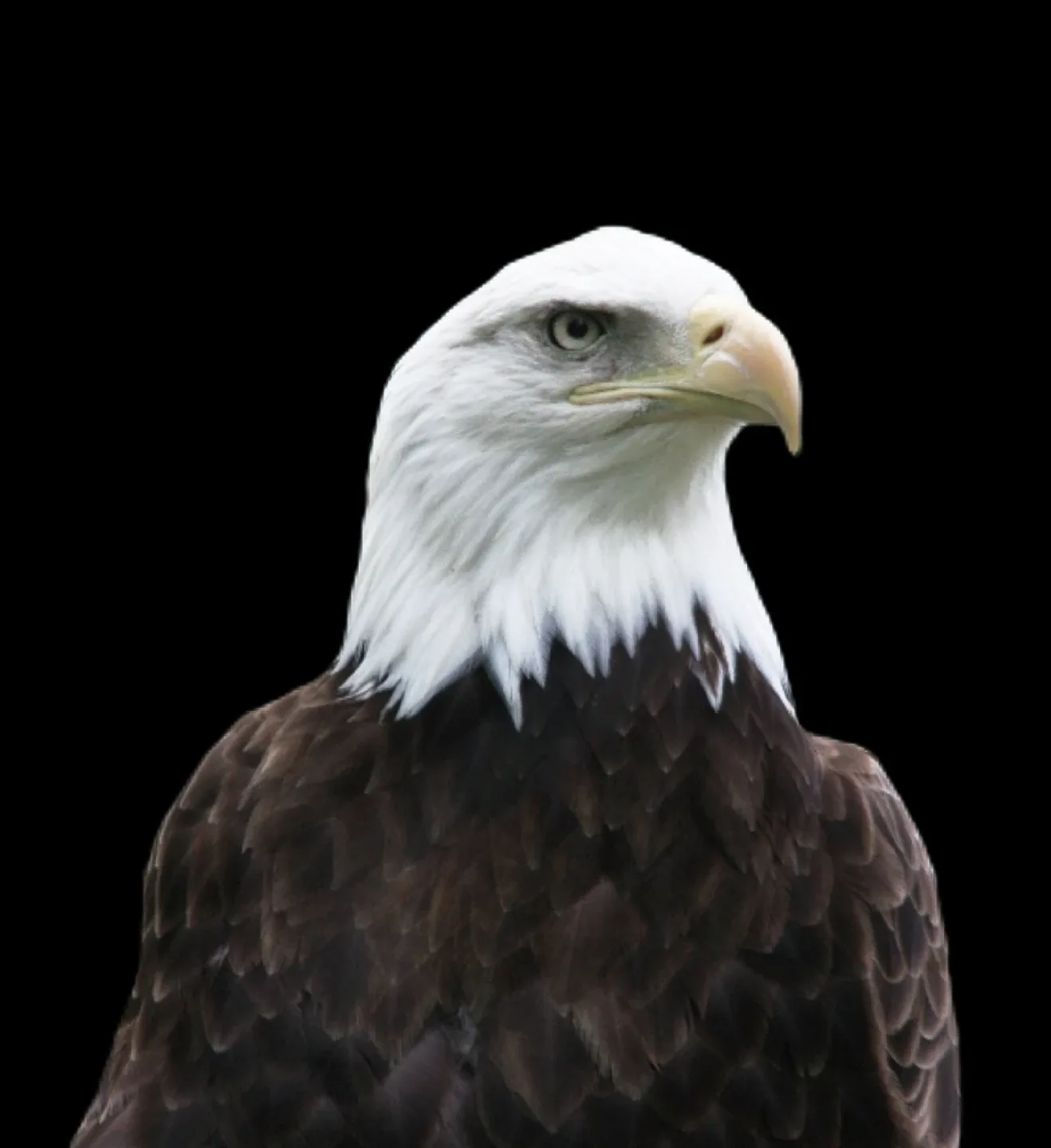 profile