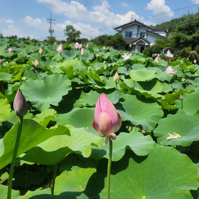 은비