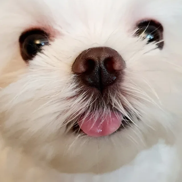 겨울토끼