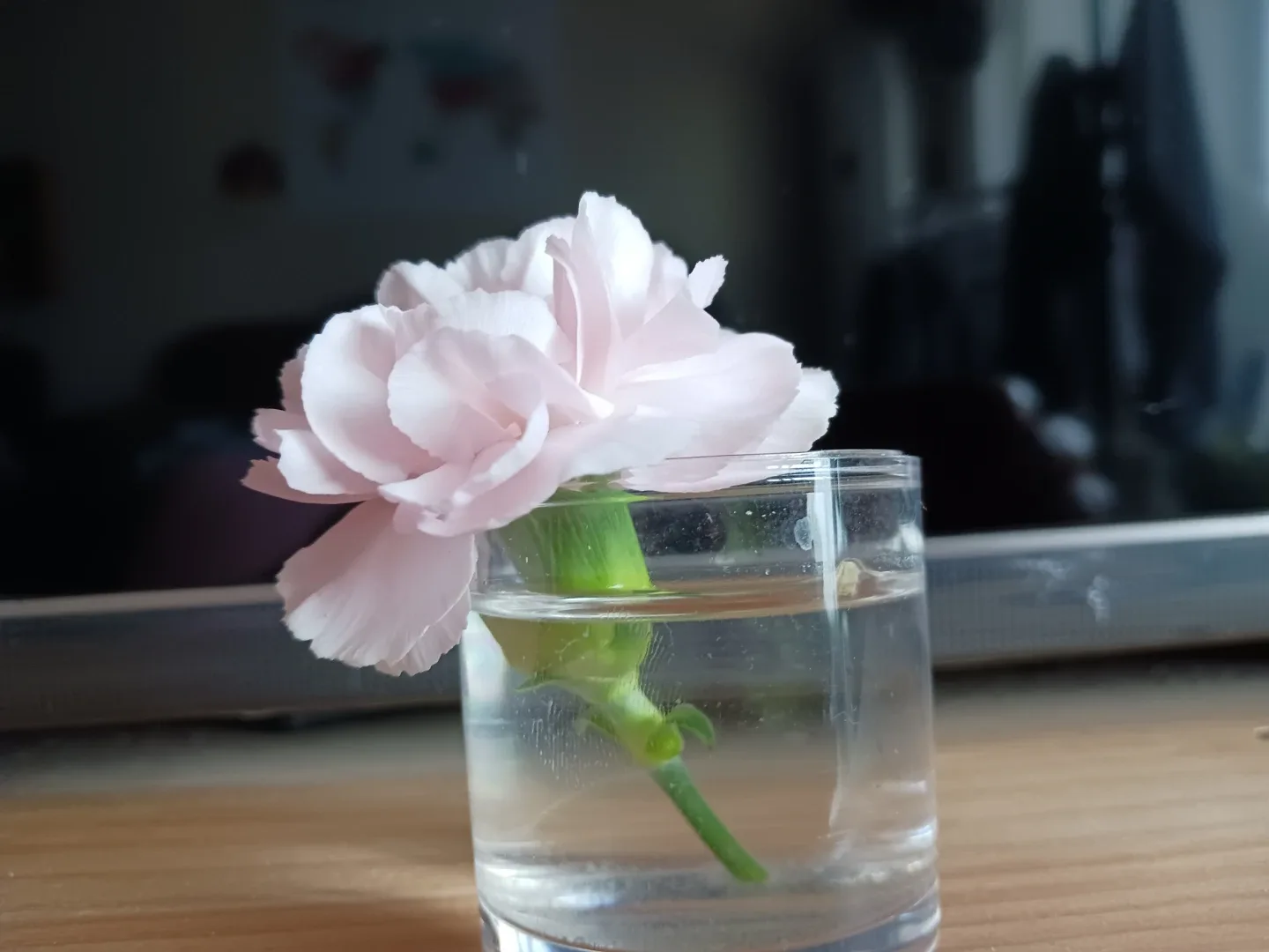 집순이