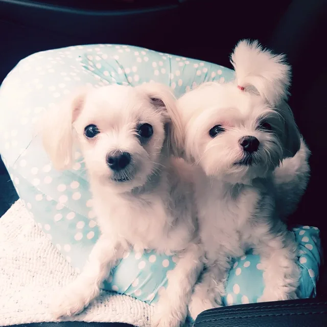 아리아리만세