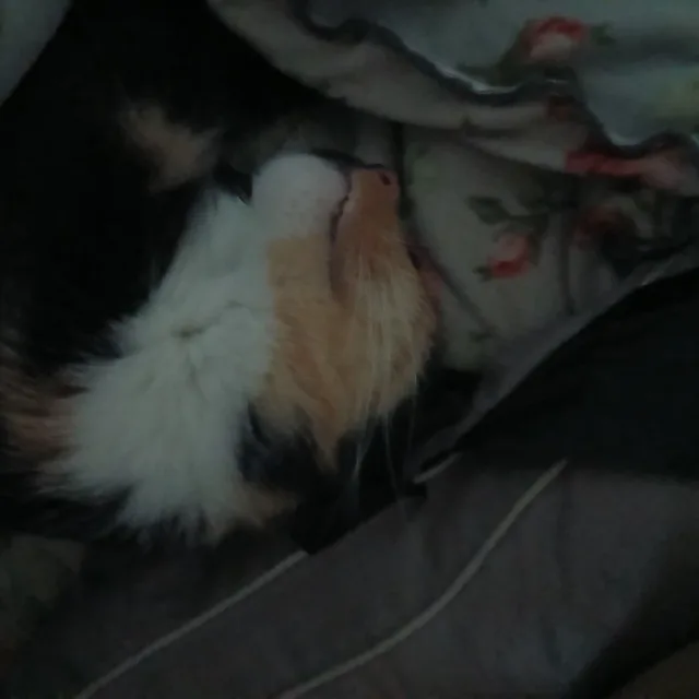 별이