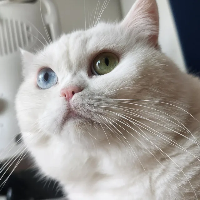 녹스