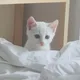 몽몽