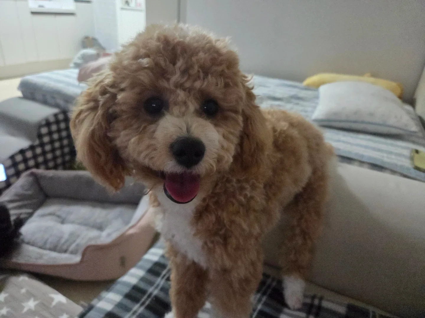 포리