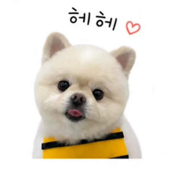 도치대디