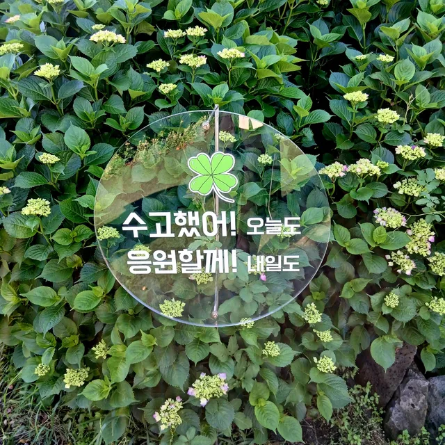 로즈