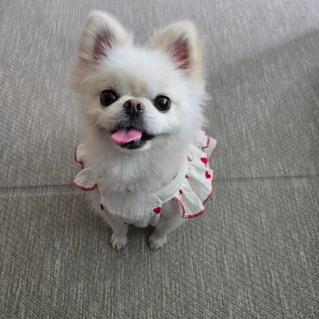 봉봉이