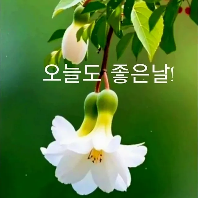 주연