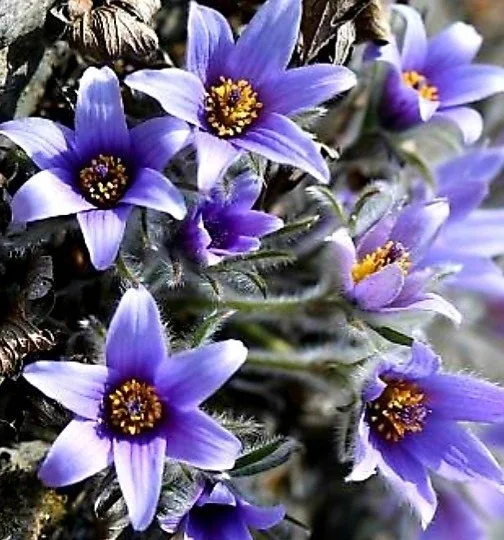 profile