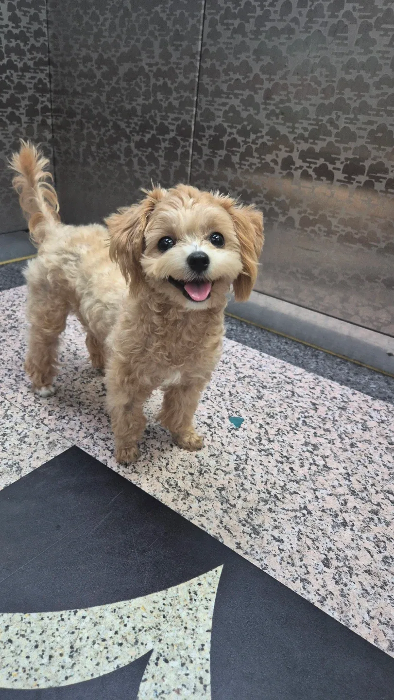 미카사