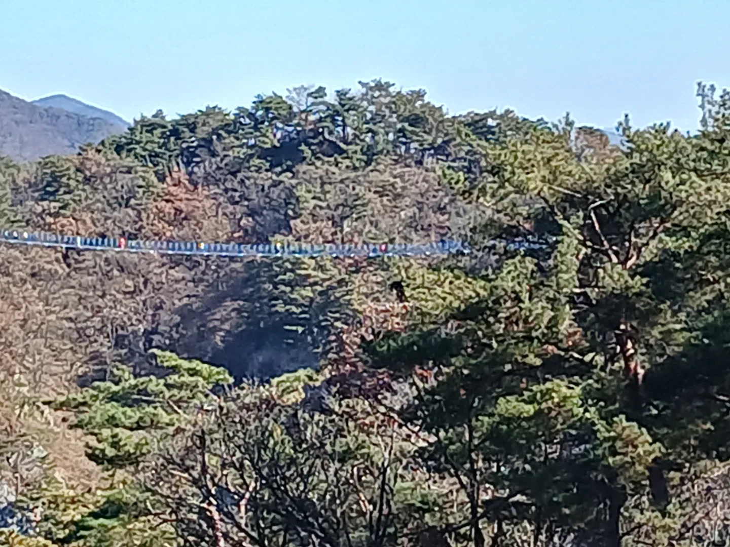 야호