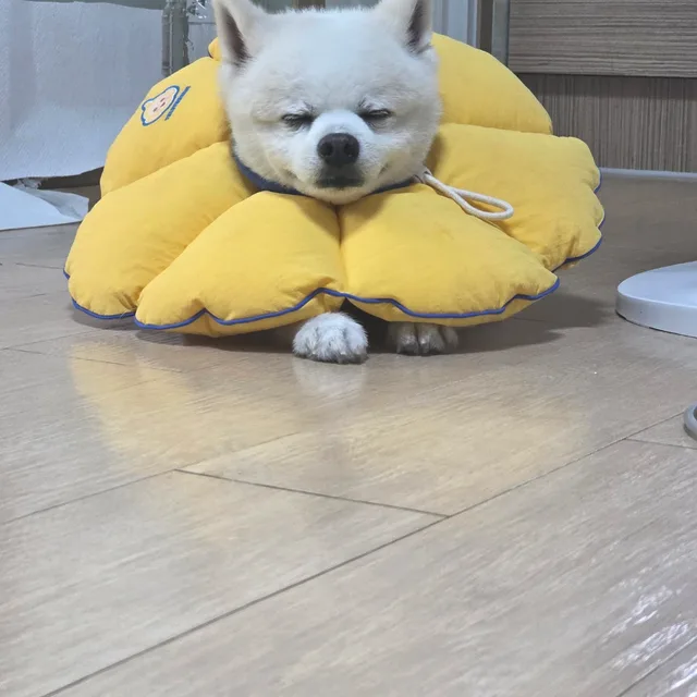 호후