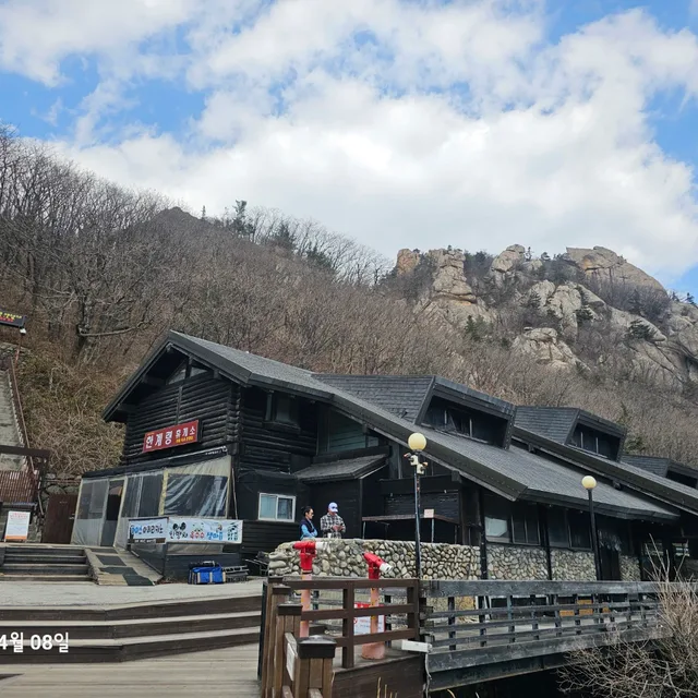 살구나무