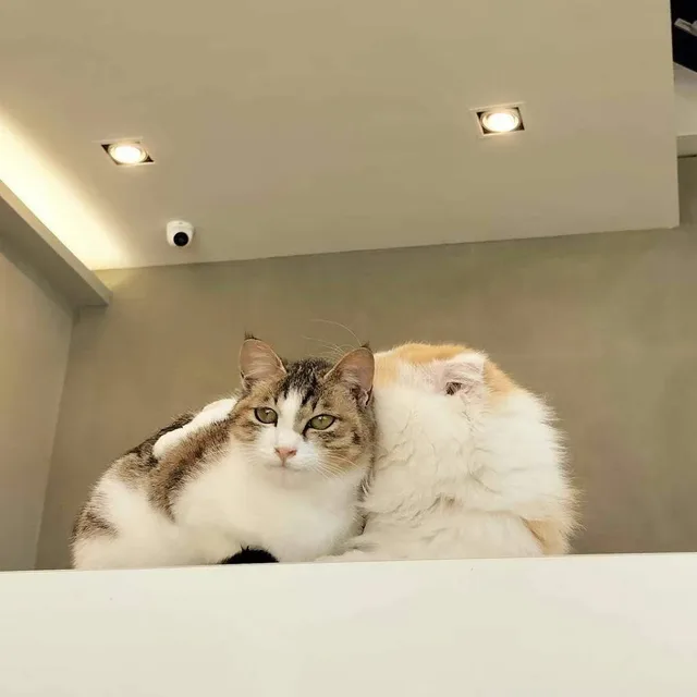moonjin