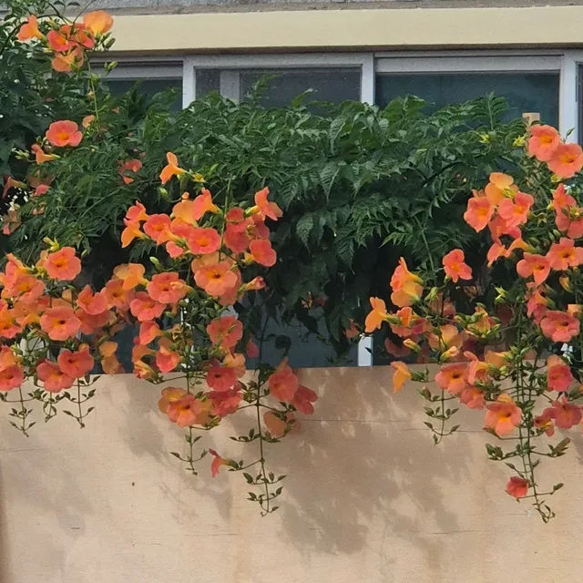 퀔퀔