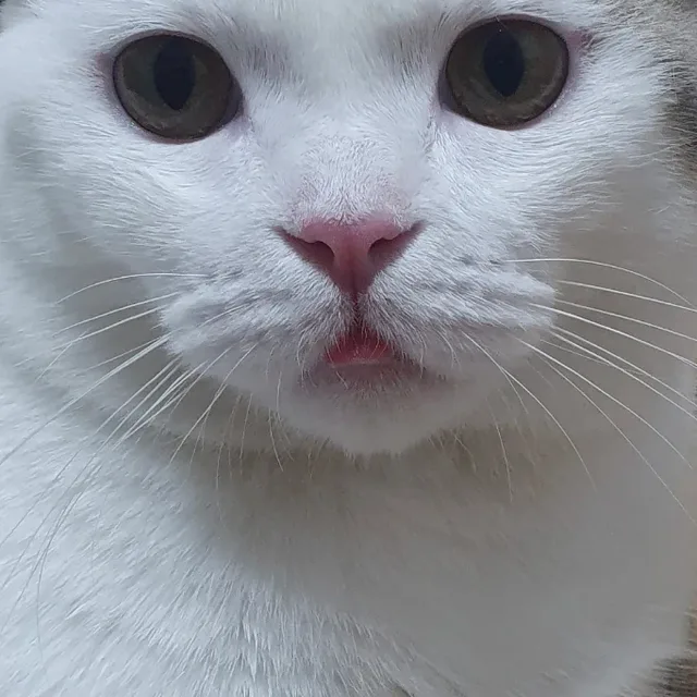 적어바바