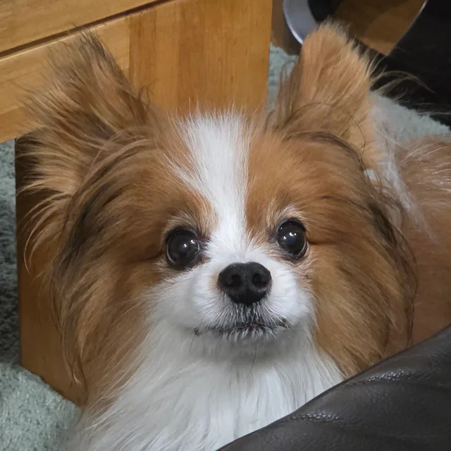 로뚱맘