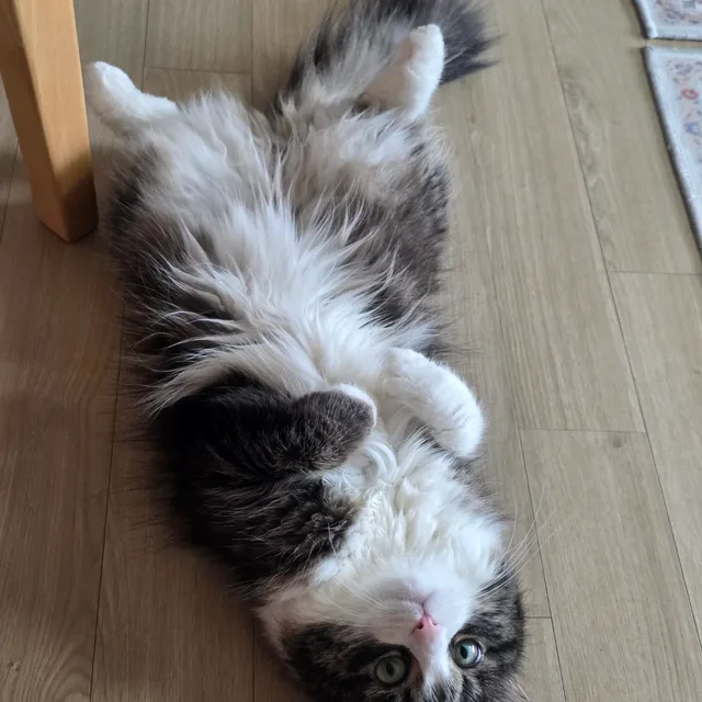 유미아빠