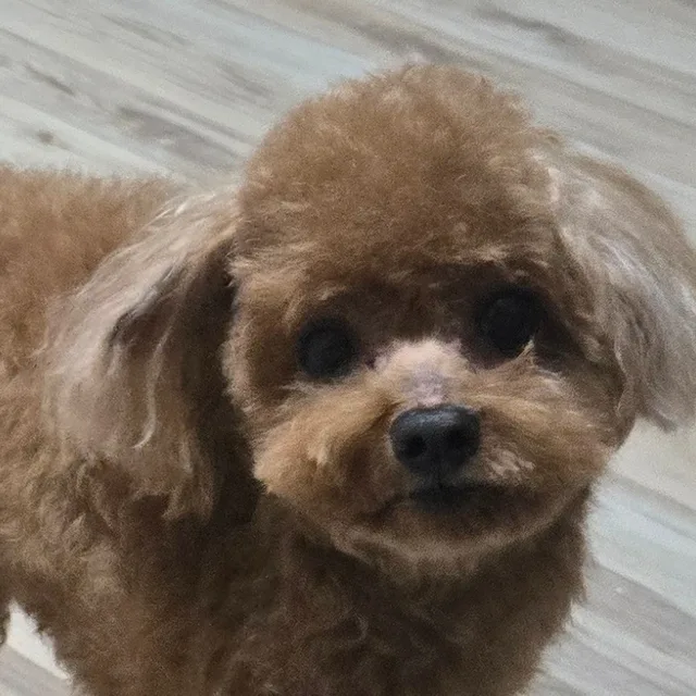 비니