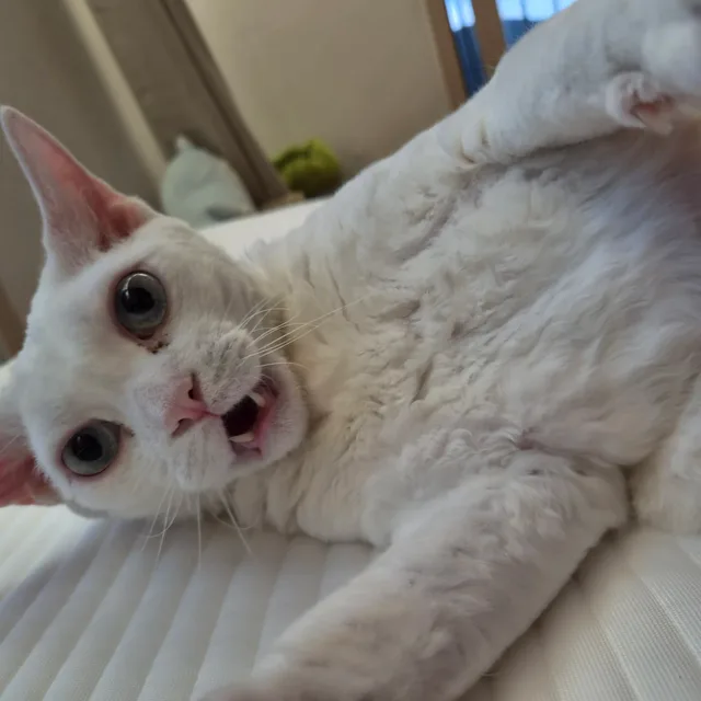 싸움짱