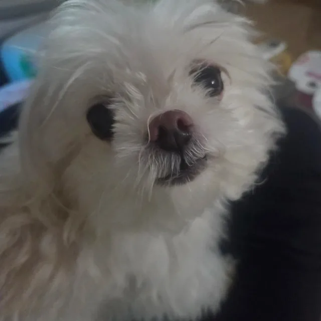 유니