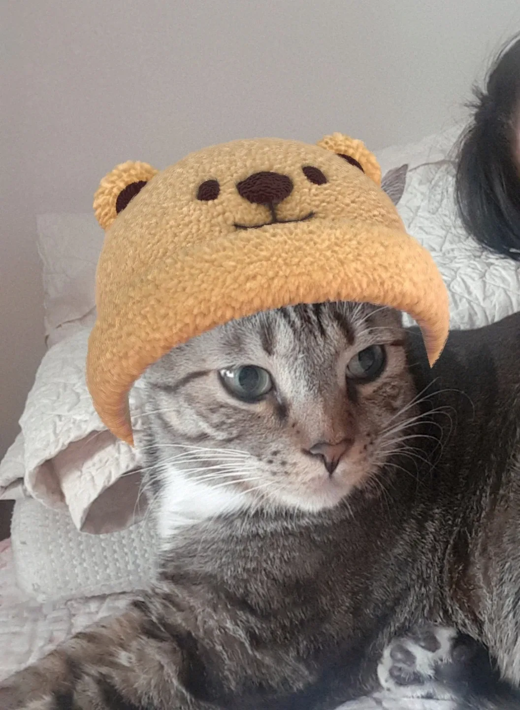 에코