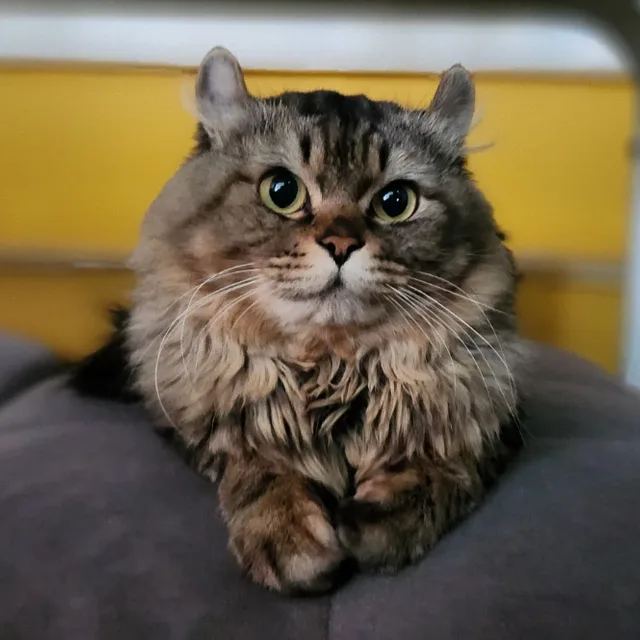 바람난파이터