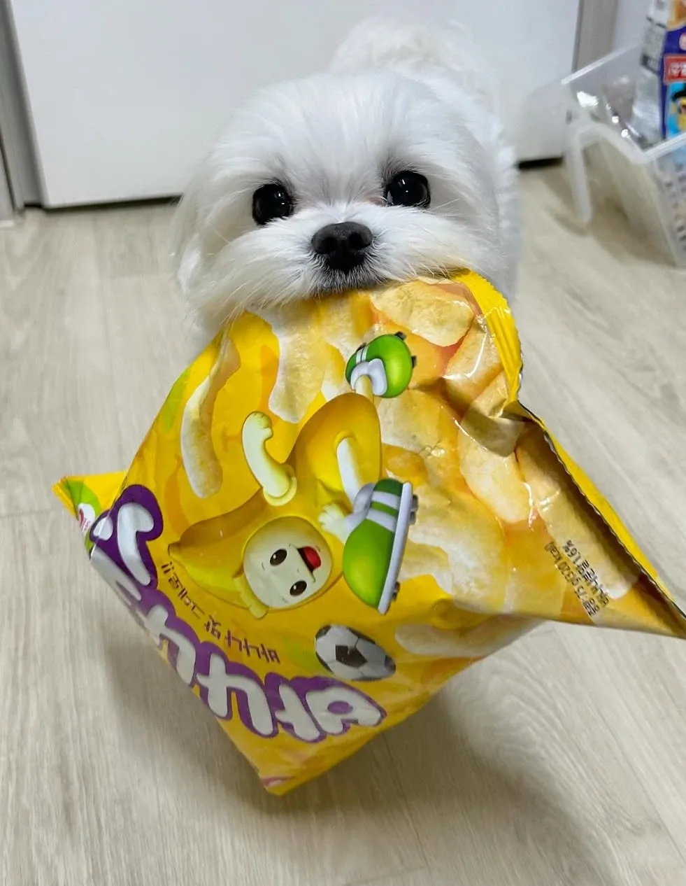 당근온기