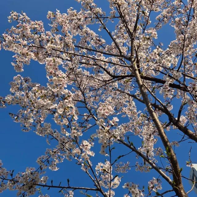 고래
