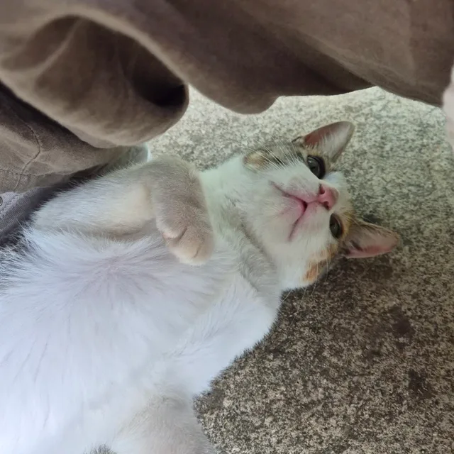 호호