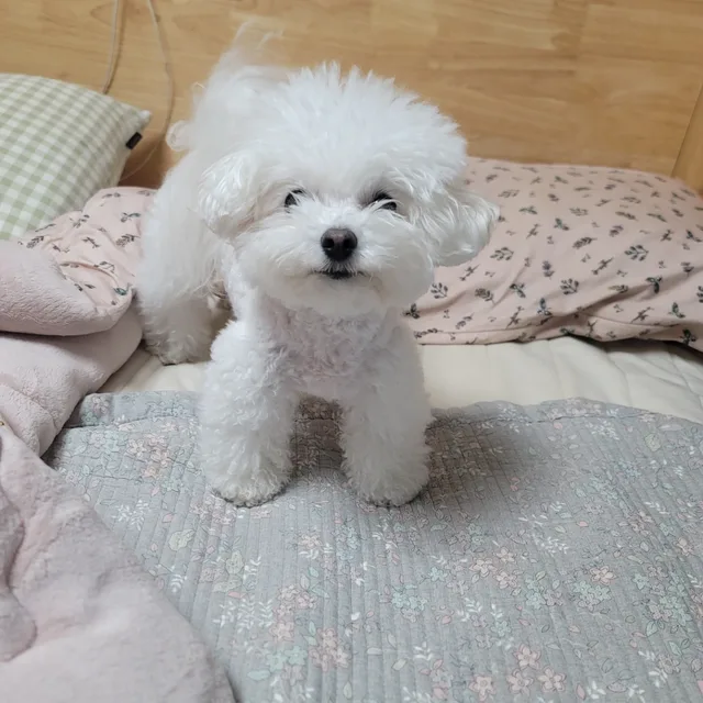 정이